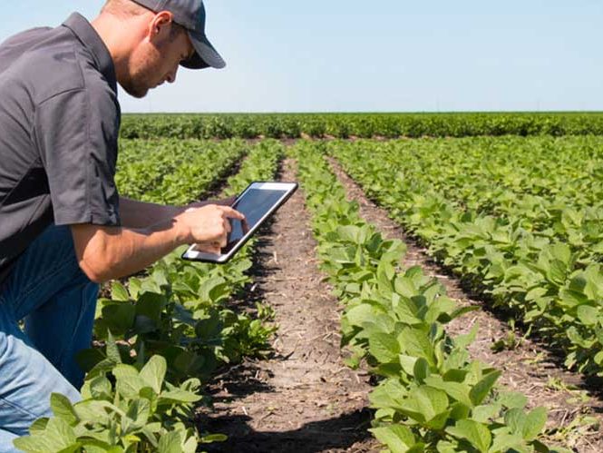 Asesoramiento agronómico