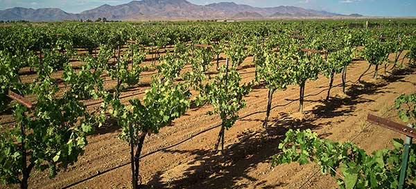 Nossos Produtos 